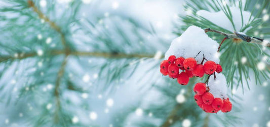 Alpine Berry Renewal Hands and Feet Treatment